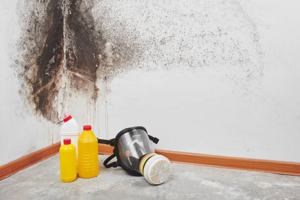 Best Post-Flood Mold Remediation in Tucson Estates, AZ