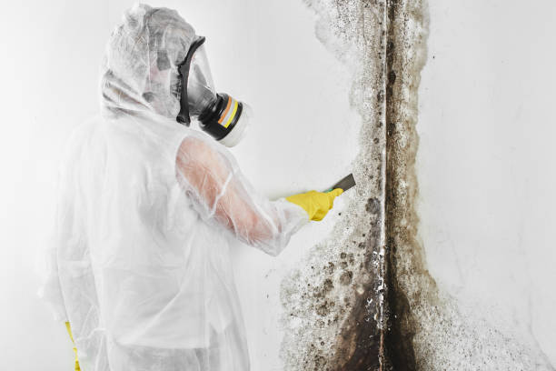 Best Health and Safety Mold Remediation in Tucson Estates, AZ